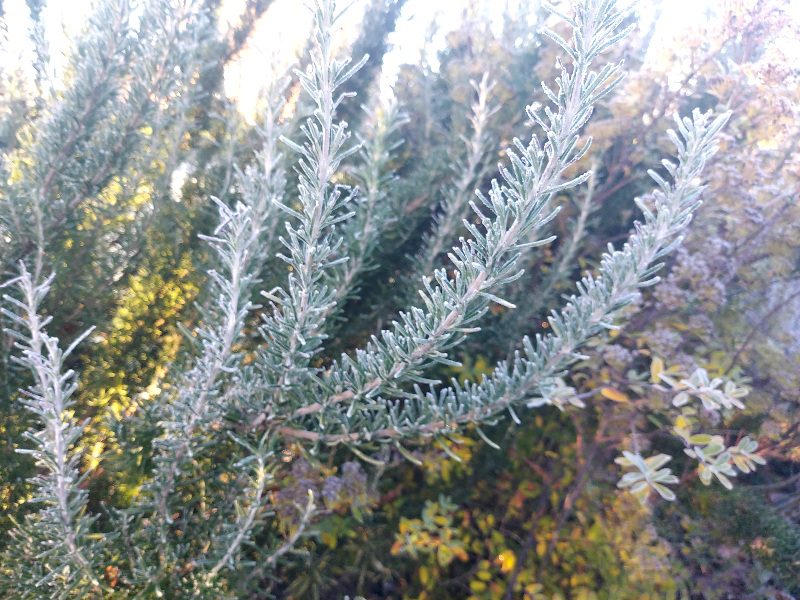 Frost on Rosemary bush