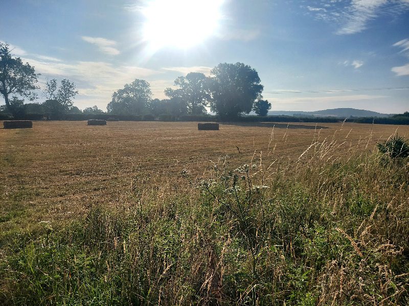 Hay bales in a field at the beginning of harvest season